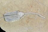 Crinoids and One Gastropod on One Plate - Crawfordsville, Indiana #92527-2